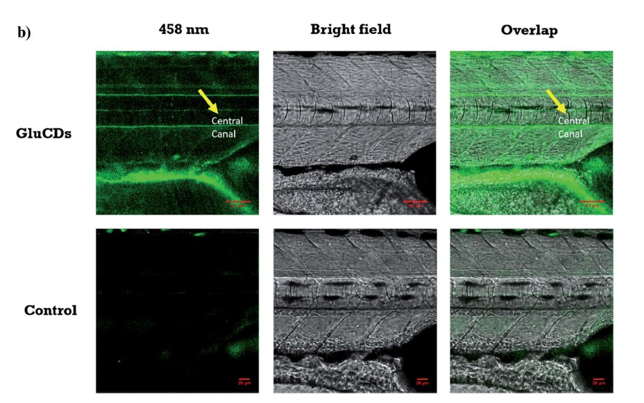 glu-cds-cns-zebrafish-model