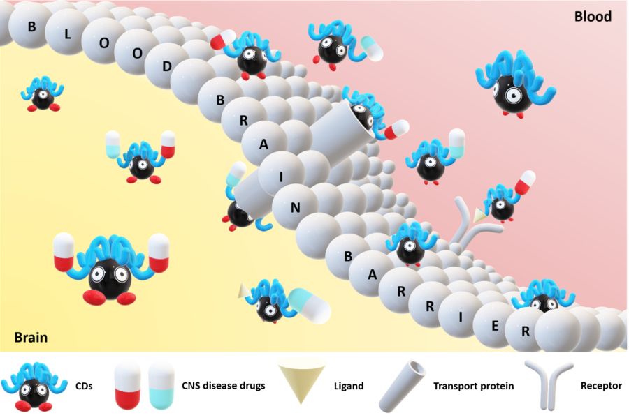 cd-bbb-crossing-graphical-abstract-image