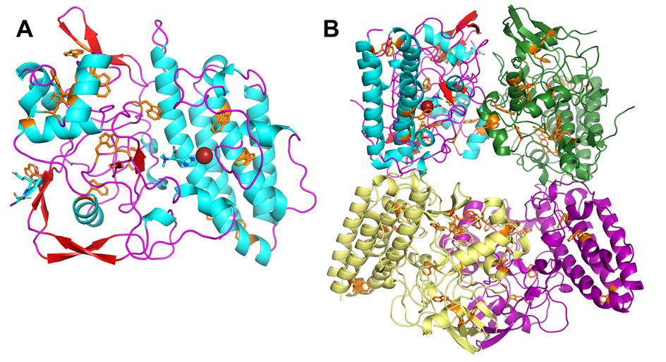 Structure of CthEgtB (PDB: 6O6L) with tryptophan residues highlighted in orange. (A) Cartoon representation of CthEgtB in complex with Fe and TMH. (B) View of tetrameric CthEgtB.